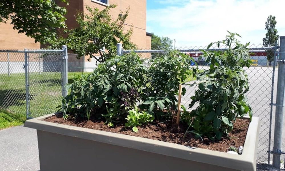 Le jardinage en bacs : De la semence à la récolte!  À l'école Sacré-Cœur, nos élèves découvrent les étapes de la production de légumes et de fines herbes qui se retrouvent dans leurs assiettes.